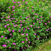 Blut-Storchschnabel Compactum - Geranium sanguineum compactum - Willemse