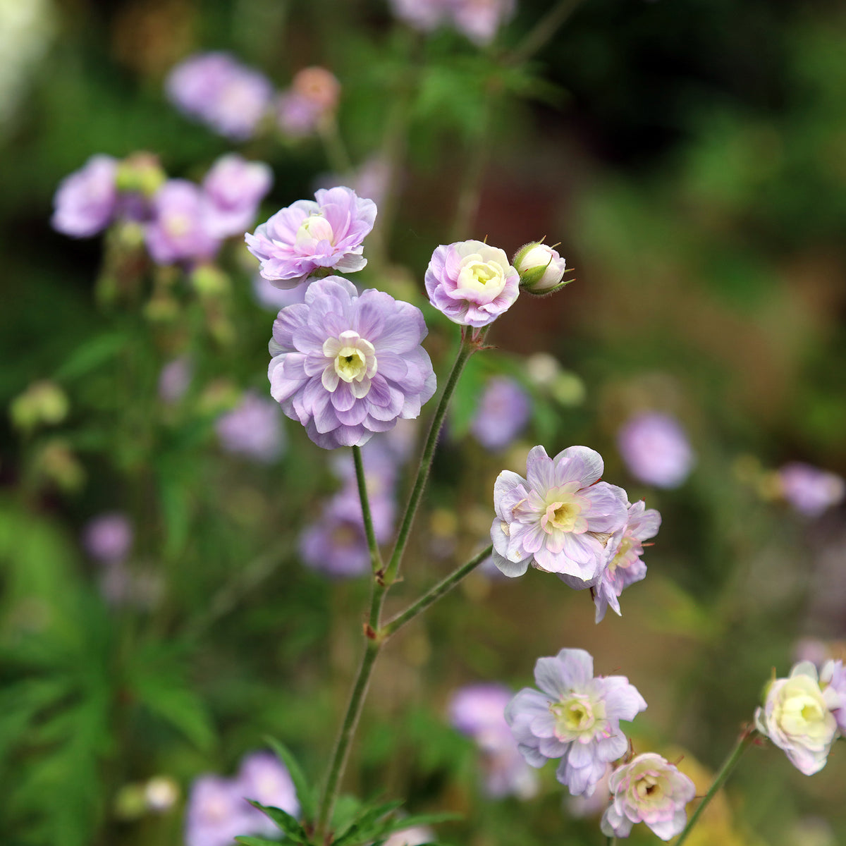 Geranium pratense Summer Skies - Storchschnabel Summer Skies - Geranien
