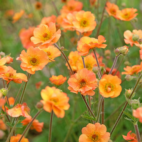 Nelkenwurz ‘Prinses Juliana’ - Willemse