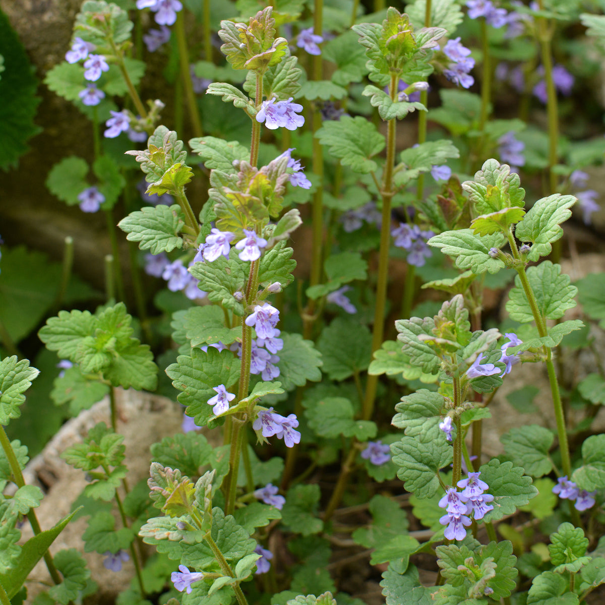 Gundermann - Willemse