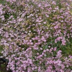 Verkauf Kriechendes Schleierkraut 'Rosea' - Gypsophila repens Rosea