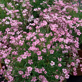 Verkauf Kriechendes Schleierkraut 'Rosea'