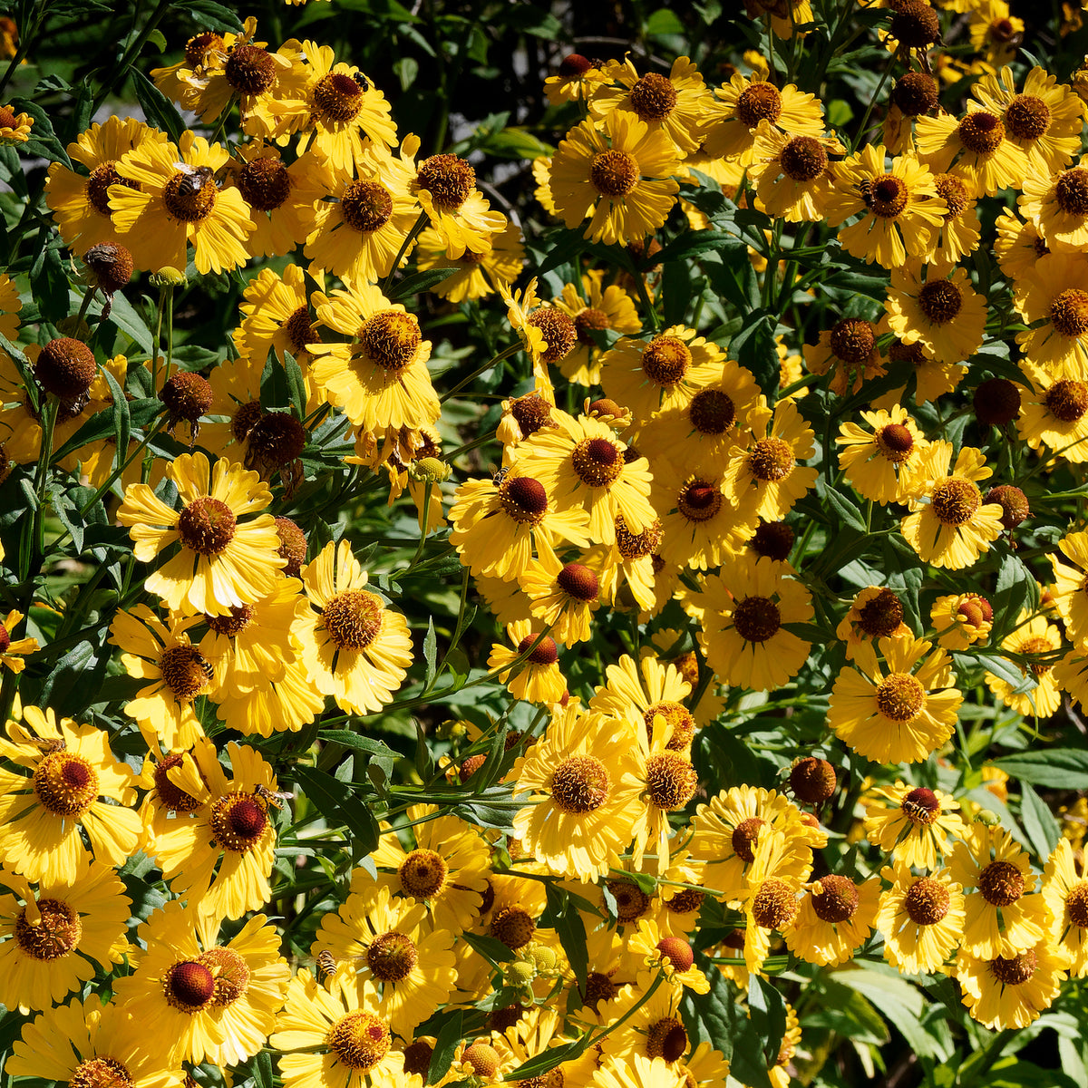 Helenium autumnale Pumilum Magnificum - Herbst-Sonnenbraut Pumilum Magnificum - Helenium