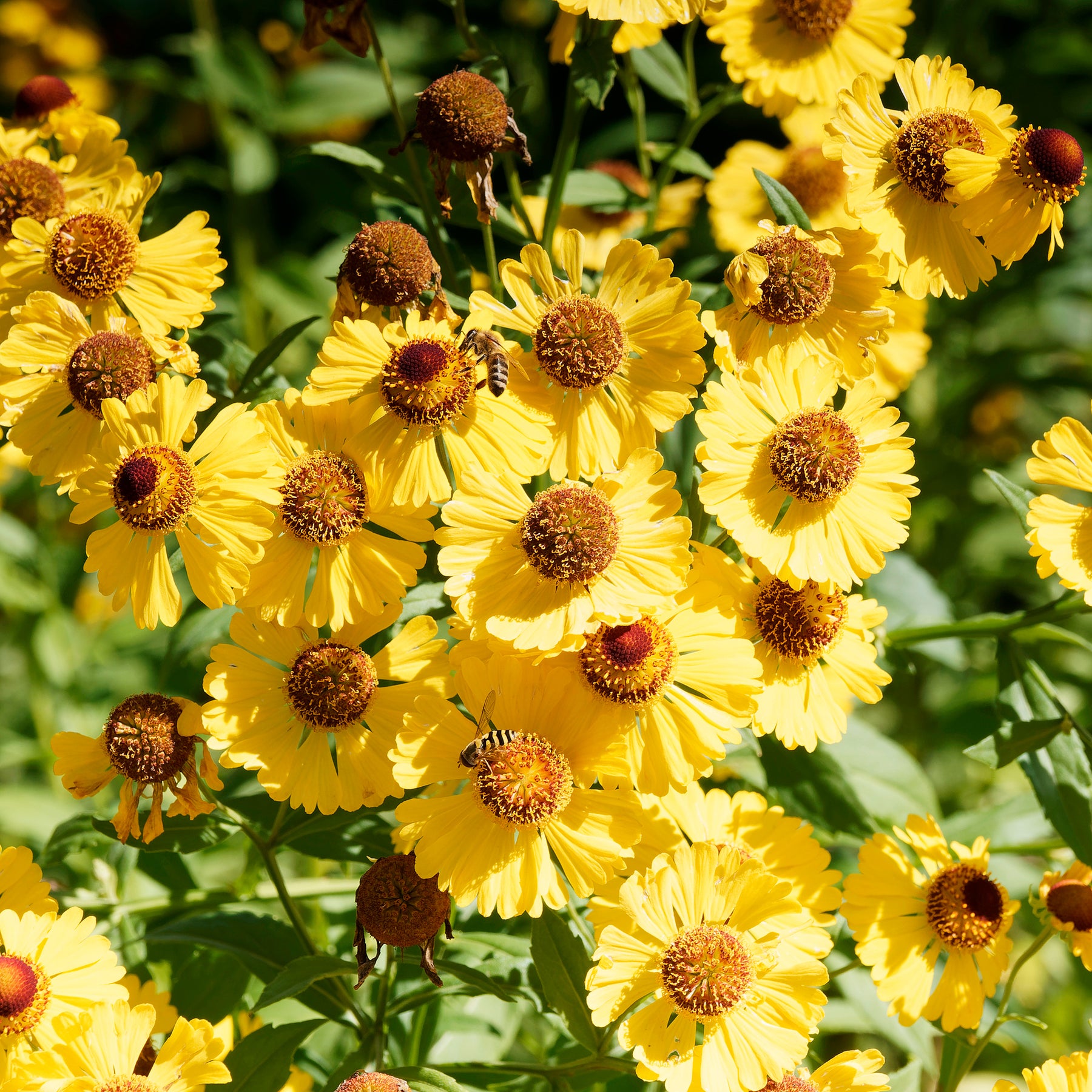 Herbst-Sonnenbraut Pumilum Magnificum - Helenium autumnale Pumilum Magnificum - Willemse