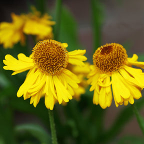 Herbst-Sonnenbraut Pumilum Magnificum - Willemse