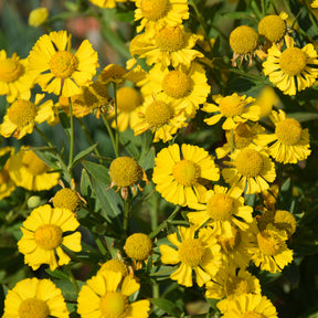 Sonnenbraut Kanaria - Willemse