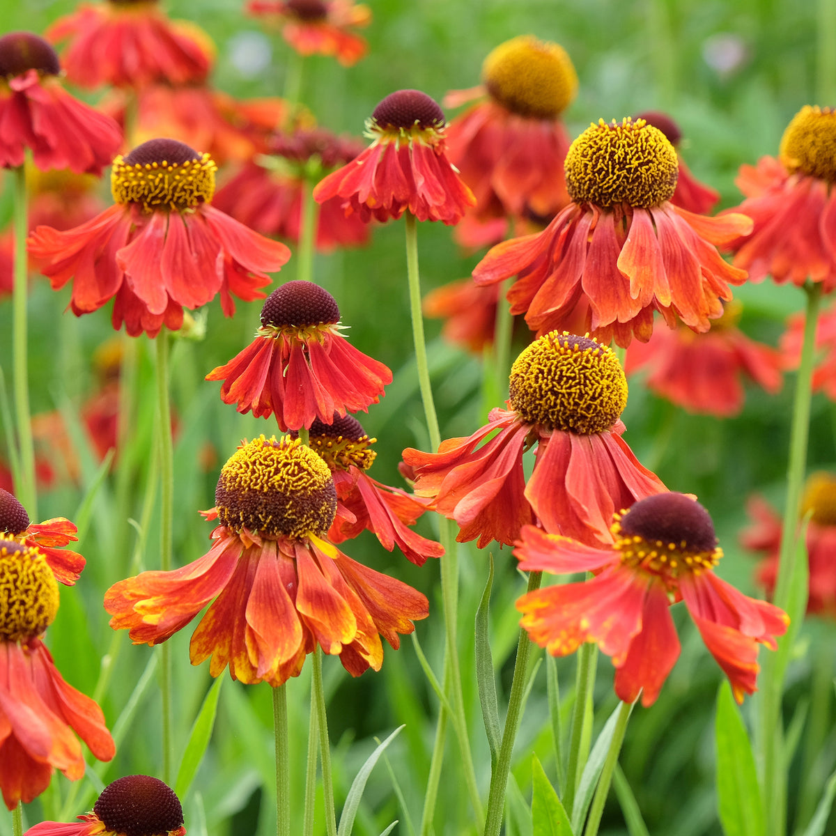 Helenie Moerheim Beauty - Helenium Moerheim Beauty - Willemse