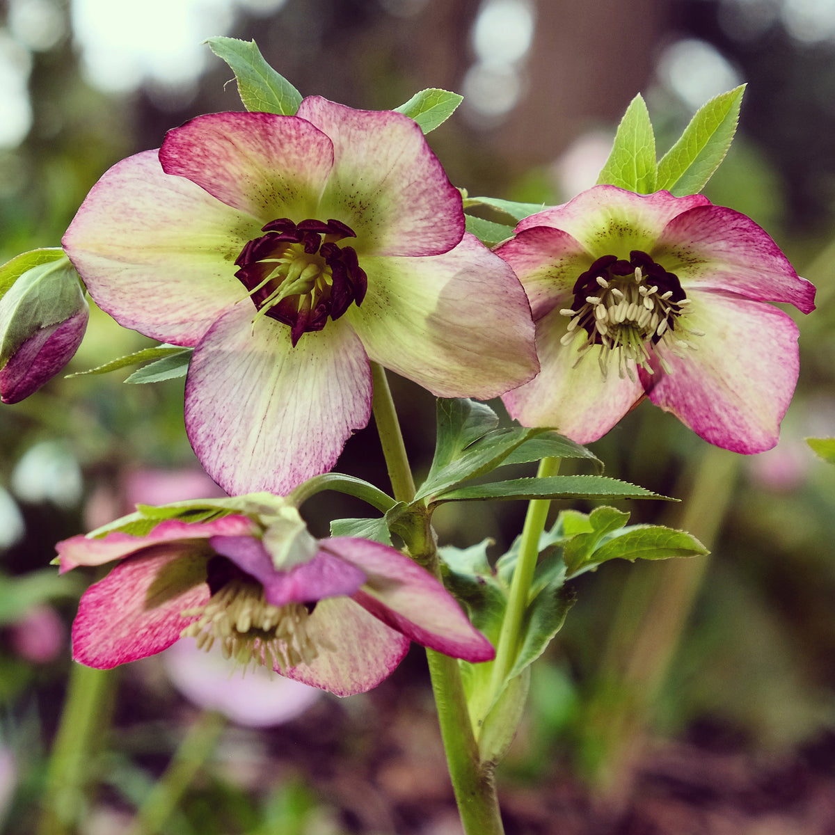 Helleborus Picotee - Willemse
