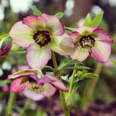 Christrose ‘Picotee’ - Willemse