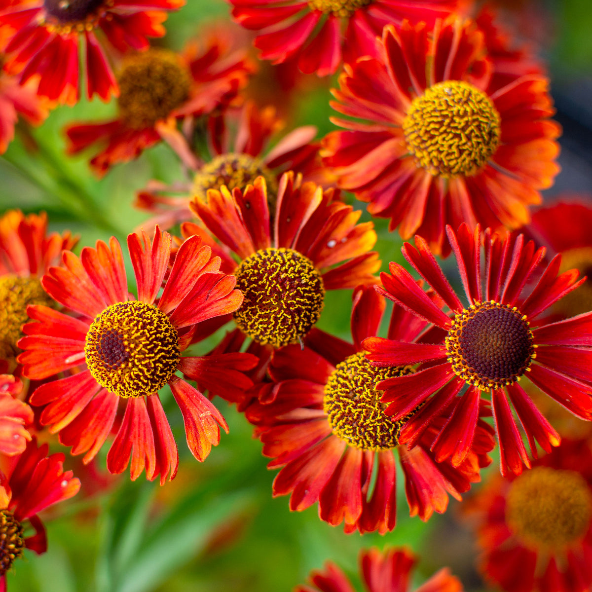 Sonnenbraut ‘Rubinzwerg’ - Helenium rubinzwerg - Willemse