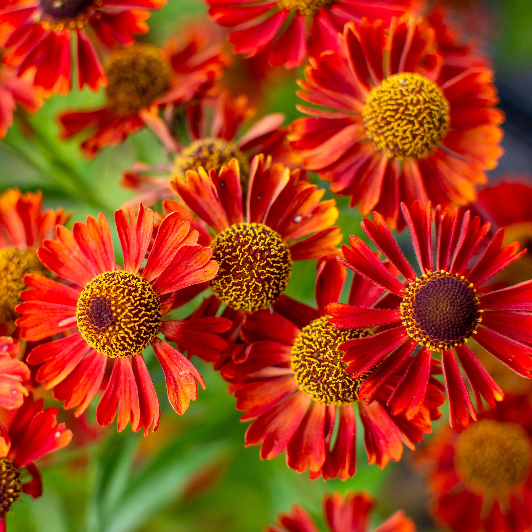 Sonnenbraut ‘Rubinzwerg’ - Helenium rubinzwerg - Willemse
