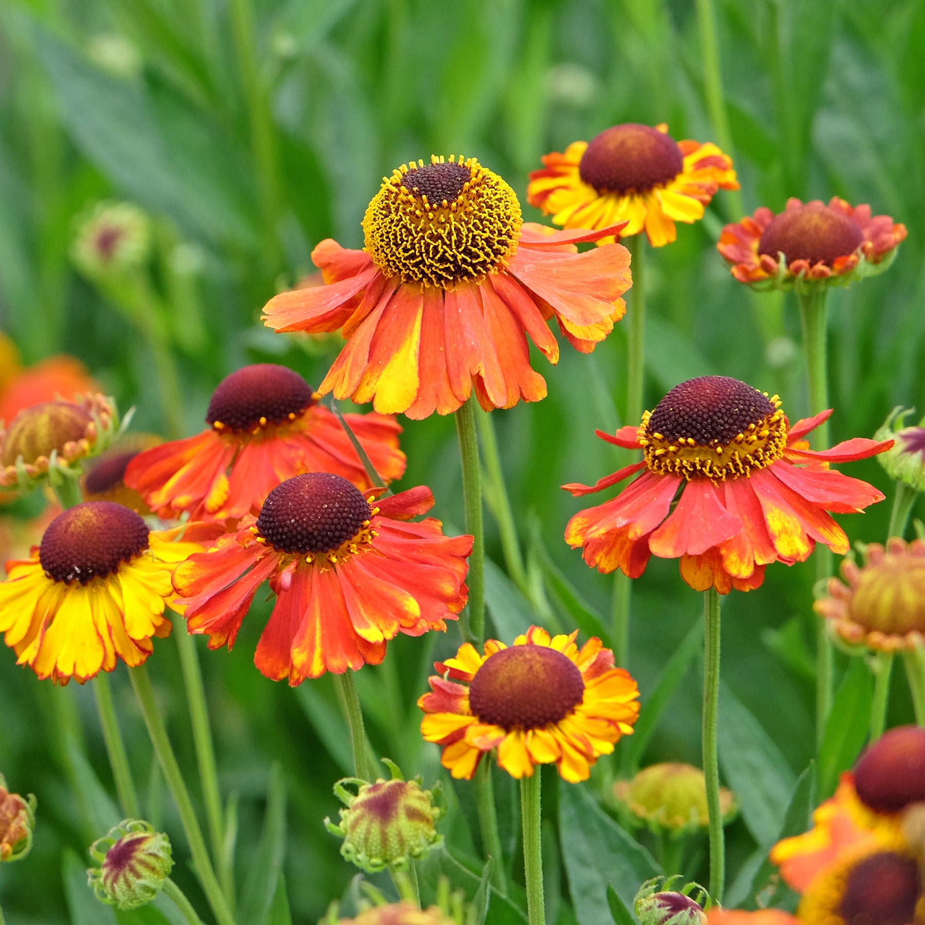 Sonnenbraut Sahins Early Flowerer ®