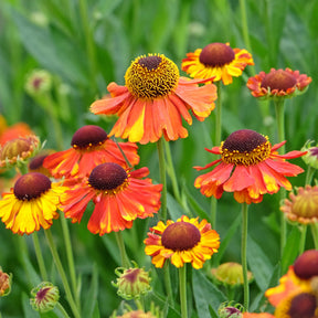 Sonnenbraut Sahins Early Flowerer ®