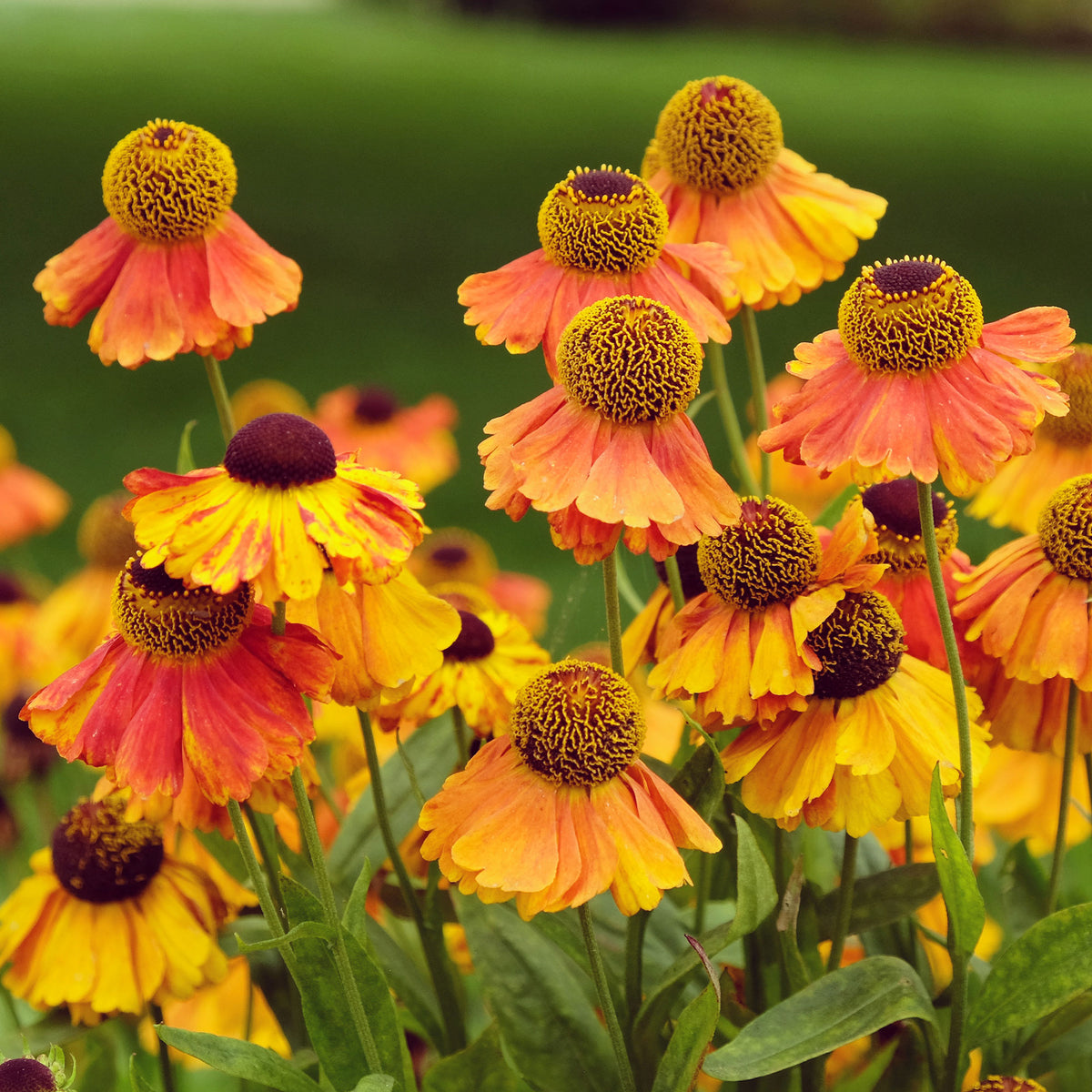 Sonnenbraut Sahins Early Flowerer ®
