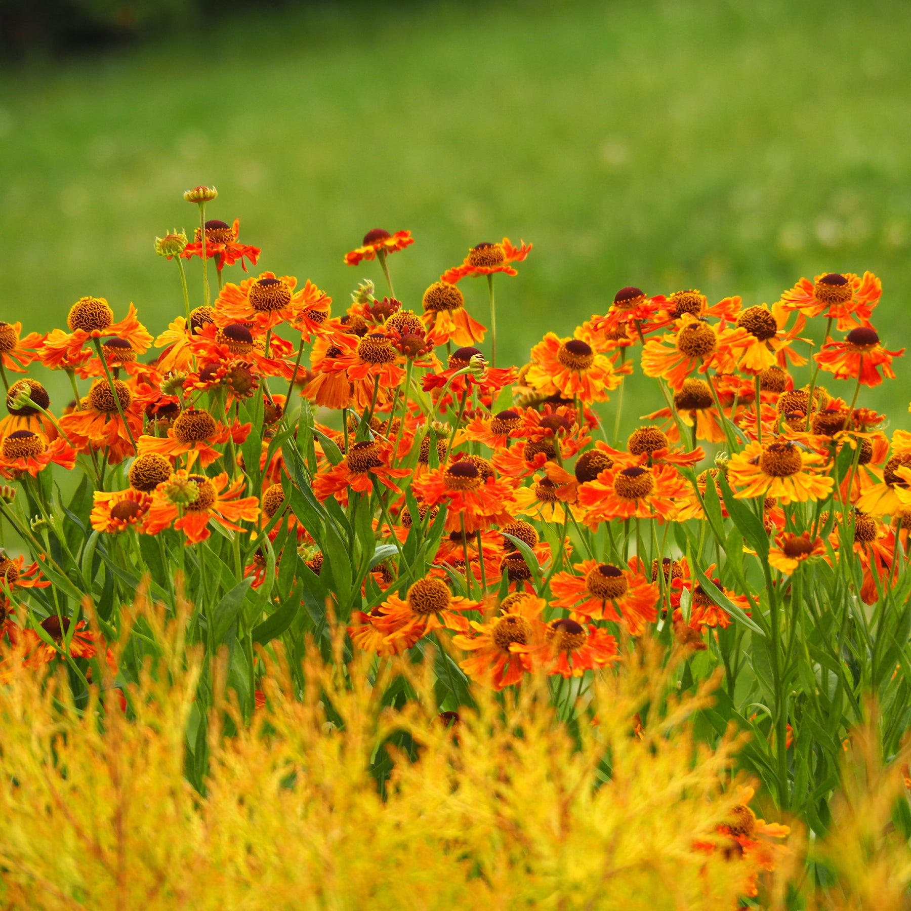 Sonnenbraut 'Waltraut' - Willemse