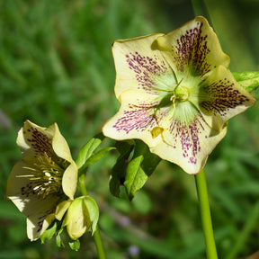 Lenzrose ‘Green Spotted’ - Willemse