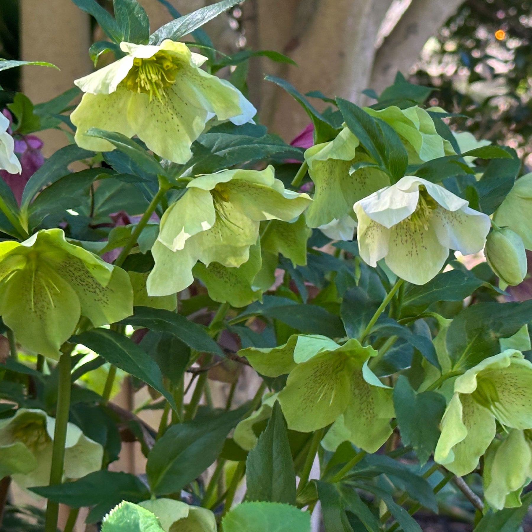 Lenzrose ‘Green Spotted’ - Helleborus orientalis Green Spotted - Willemse