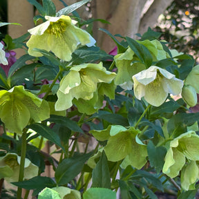 Lenzrose ‘Green Spotted’ - Helleborus orientalis Green Spotted - Willemse