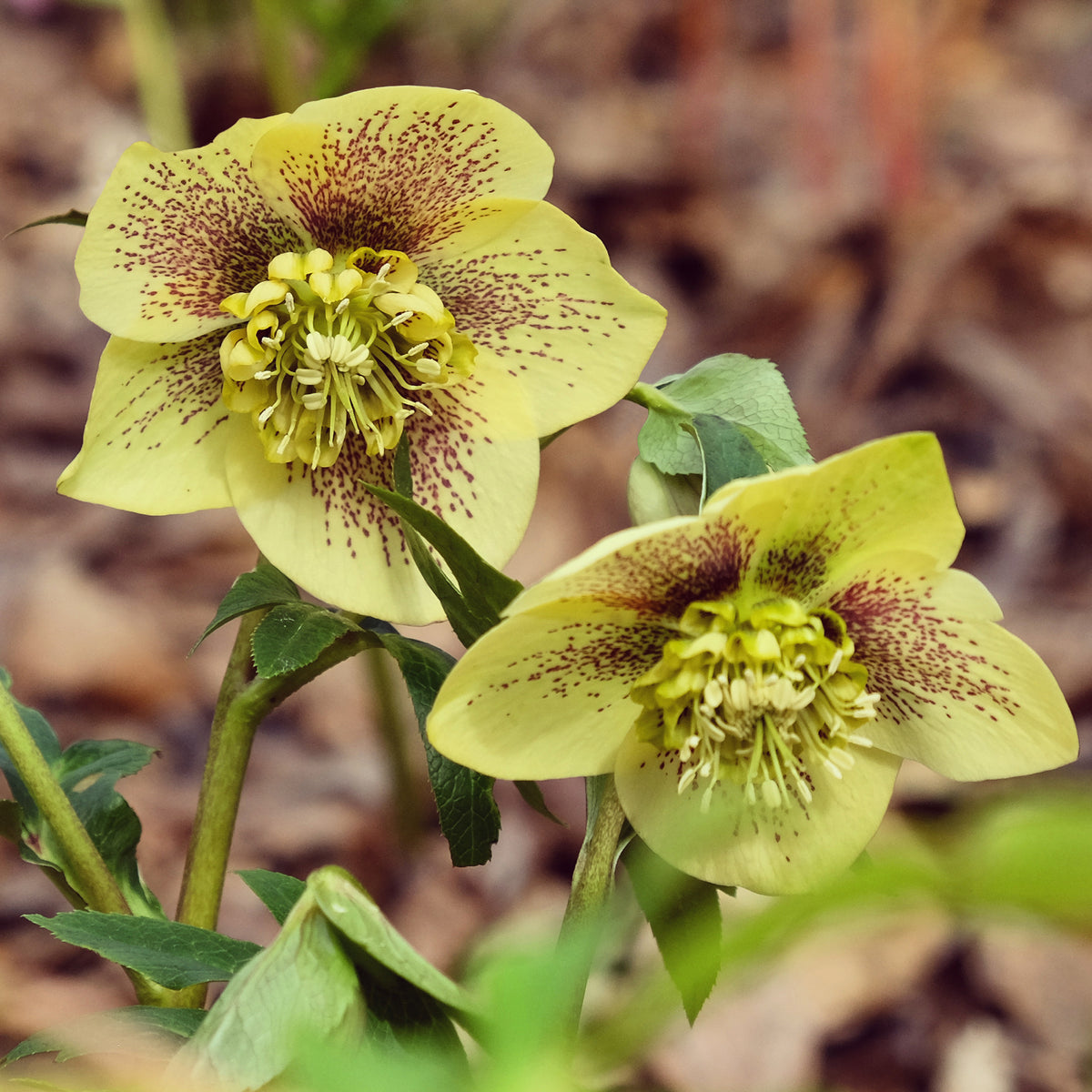 Orientalische Helleborus Yellow Lady - Willemse