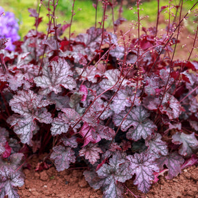 Heuchera Forever Purple - Heuchera Forever Purple - Willemse