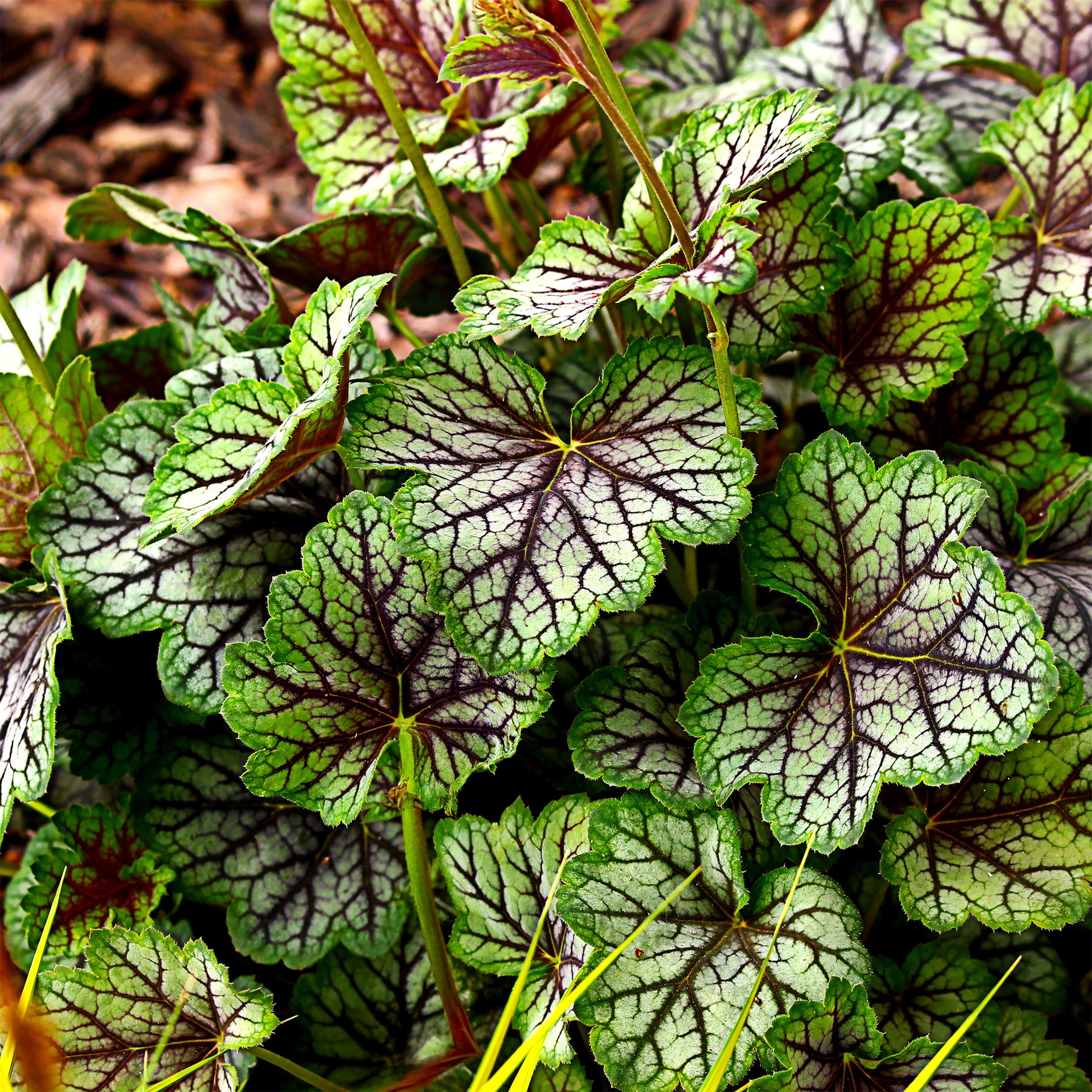 Purpurglöckchen 'Green Spice' - Willemse