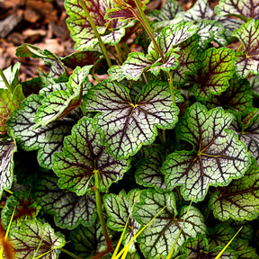 Purpurglöckchen 'Green Spice' - Willemse