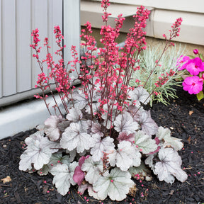 Purpurglöckchen 'Silver Gumdrop' - Heuchera silver gumdrop  ( dolce series ) - Willemse