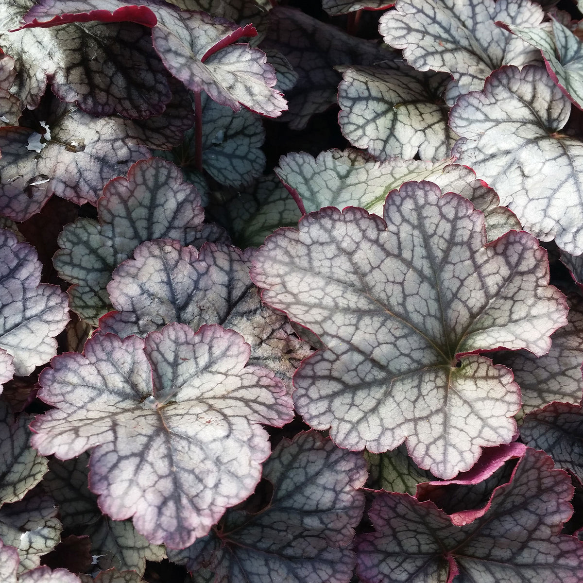 Heuchera - Purpurglöckchen - Heuchera Silver Scrolls - Heuchera Silver Scrolls