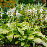 Hosta hybride royal standard - Hosta Royal Standard - Hosta - Funkie