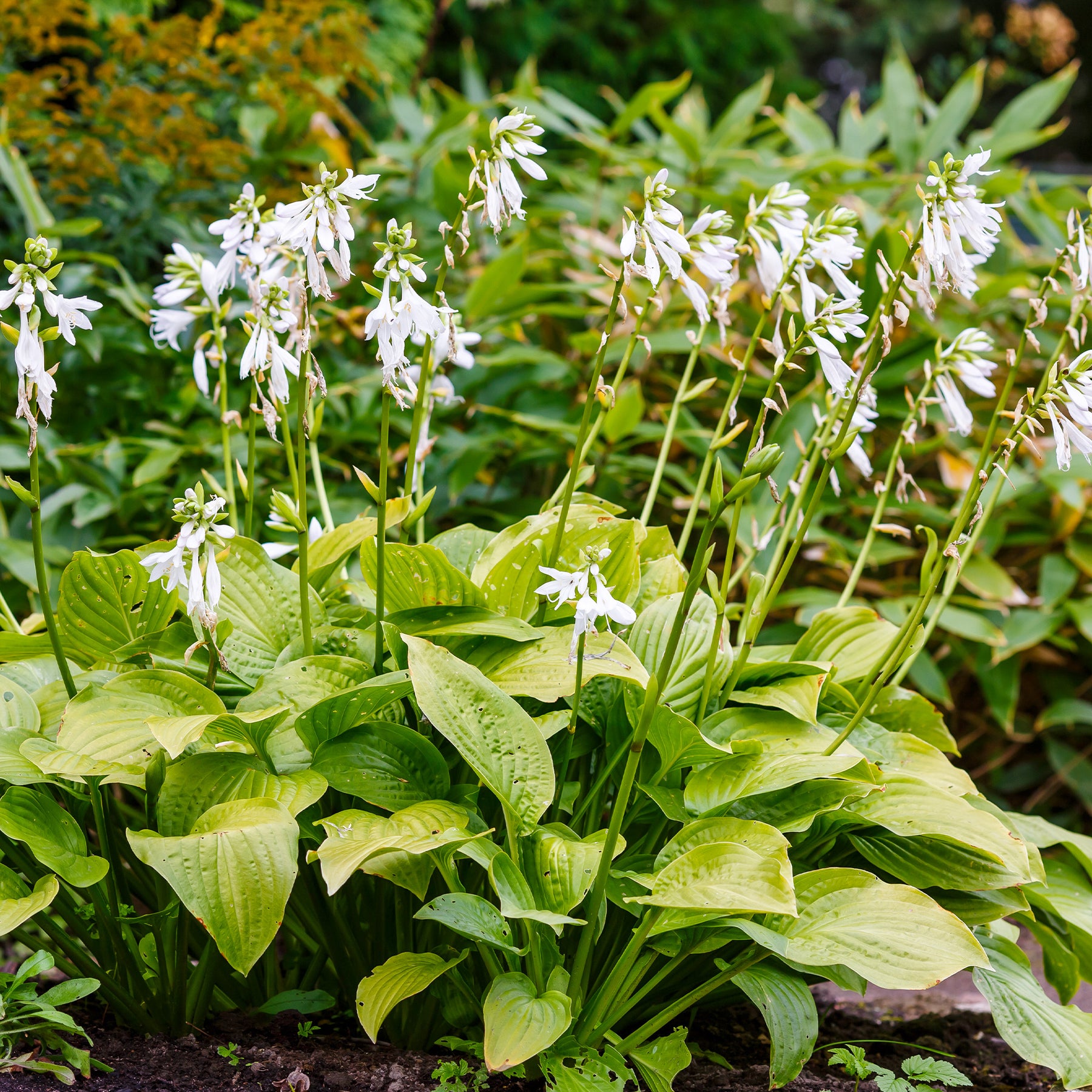 Hosta hybride royal standard - Hosta Royal Standard - Hosta - Funkie