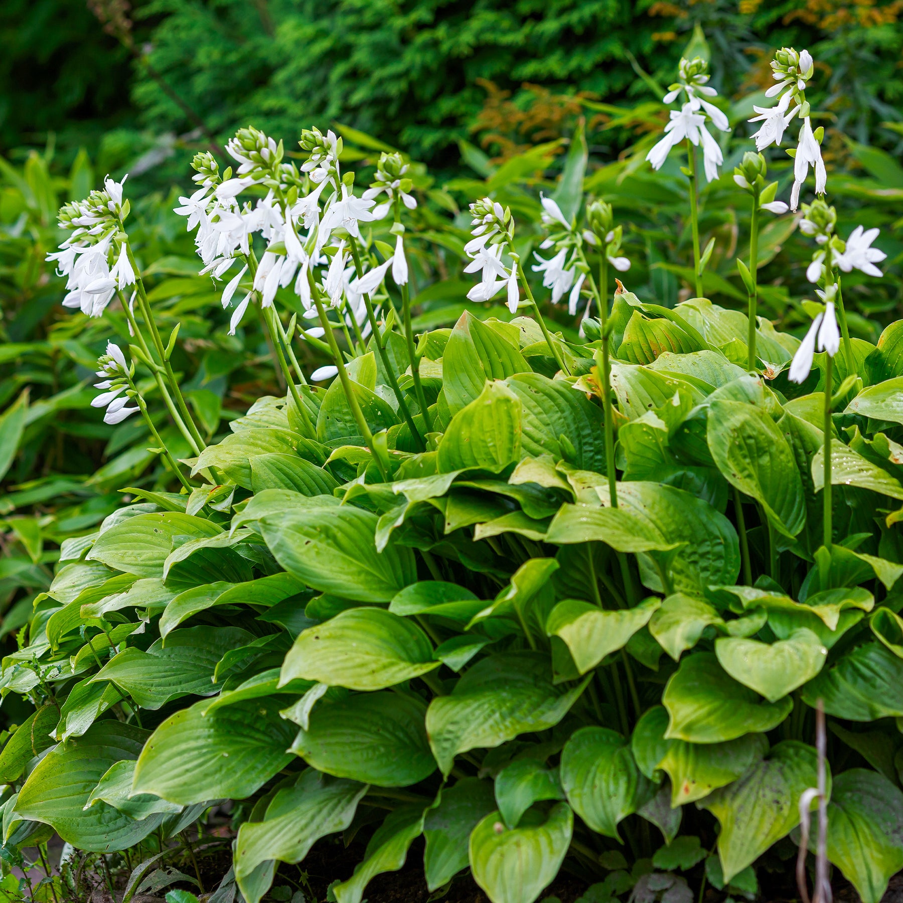 Hosta Royal Standard - Willemse