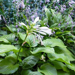 Hosta Royal Standard - Hosta hybride royal standard - Willemse