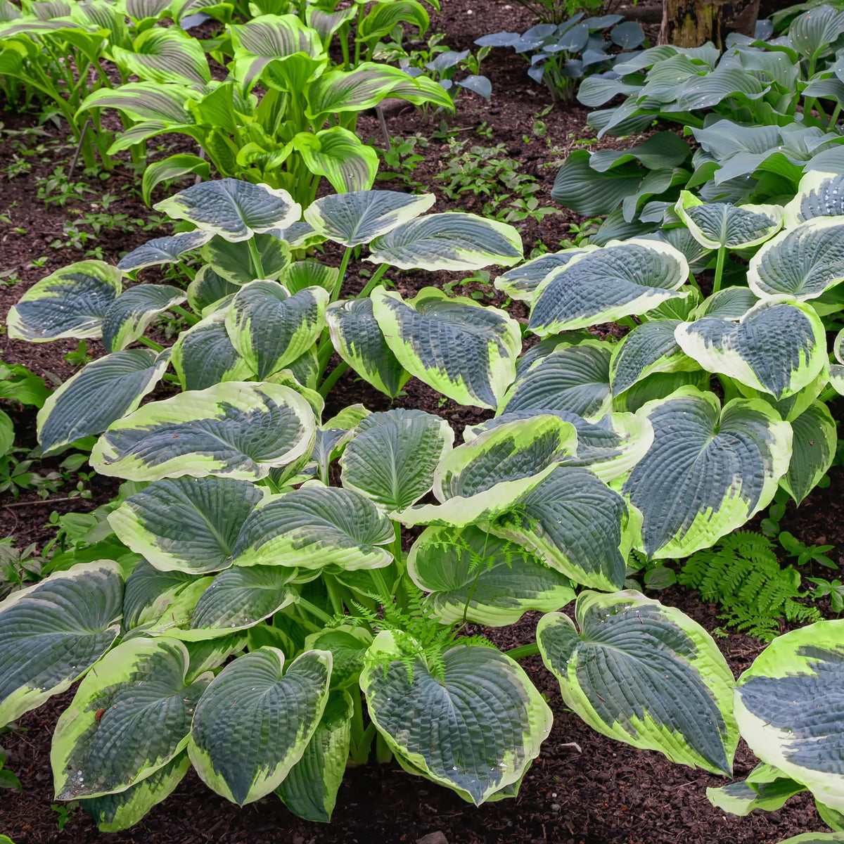 Hosta Sugar Daddy - Hosta sugar daddy - Willemse