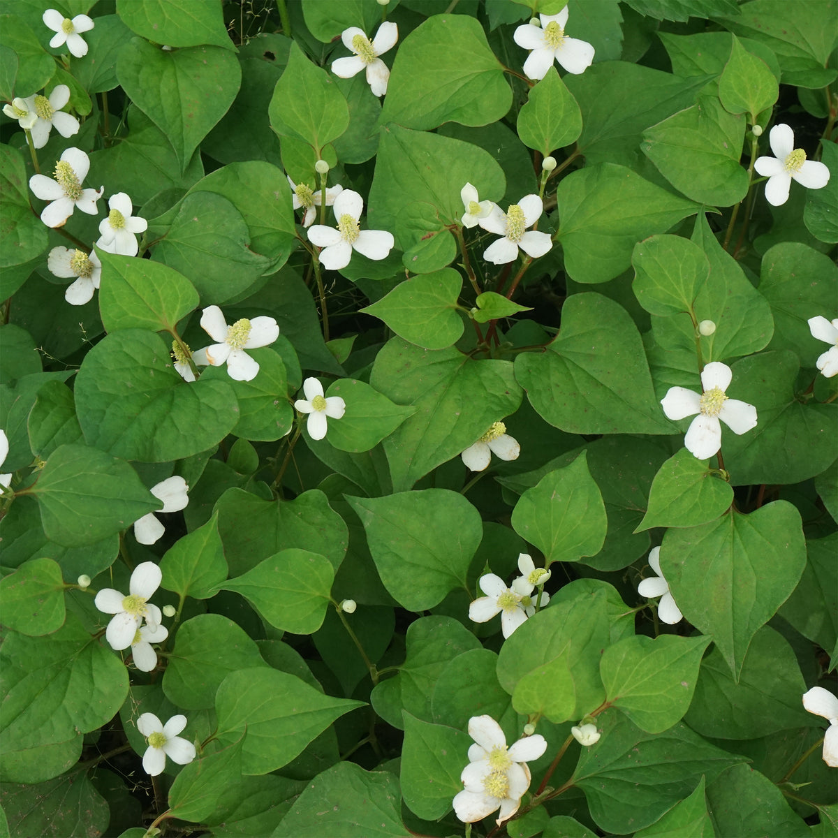 Molchschwanz - Houttuynia cordata - Willemse