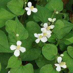 Molchschwanz - Willemse