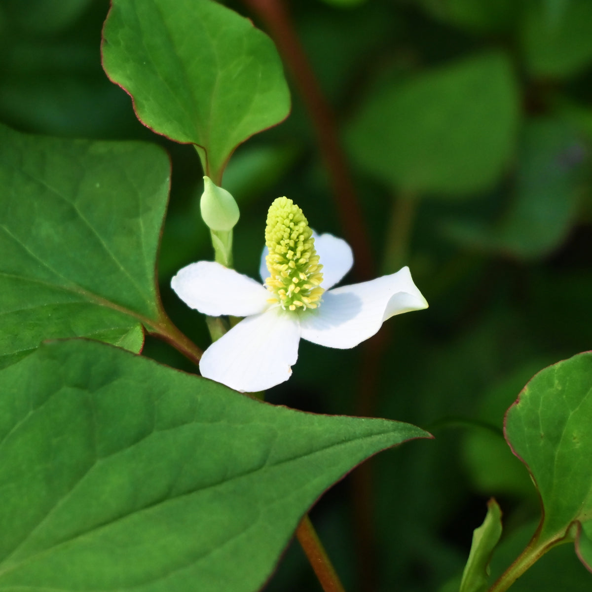 Houttuynia cordata - Molchschwanz - Gräser