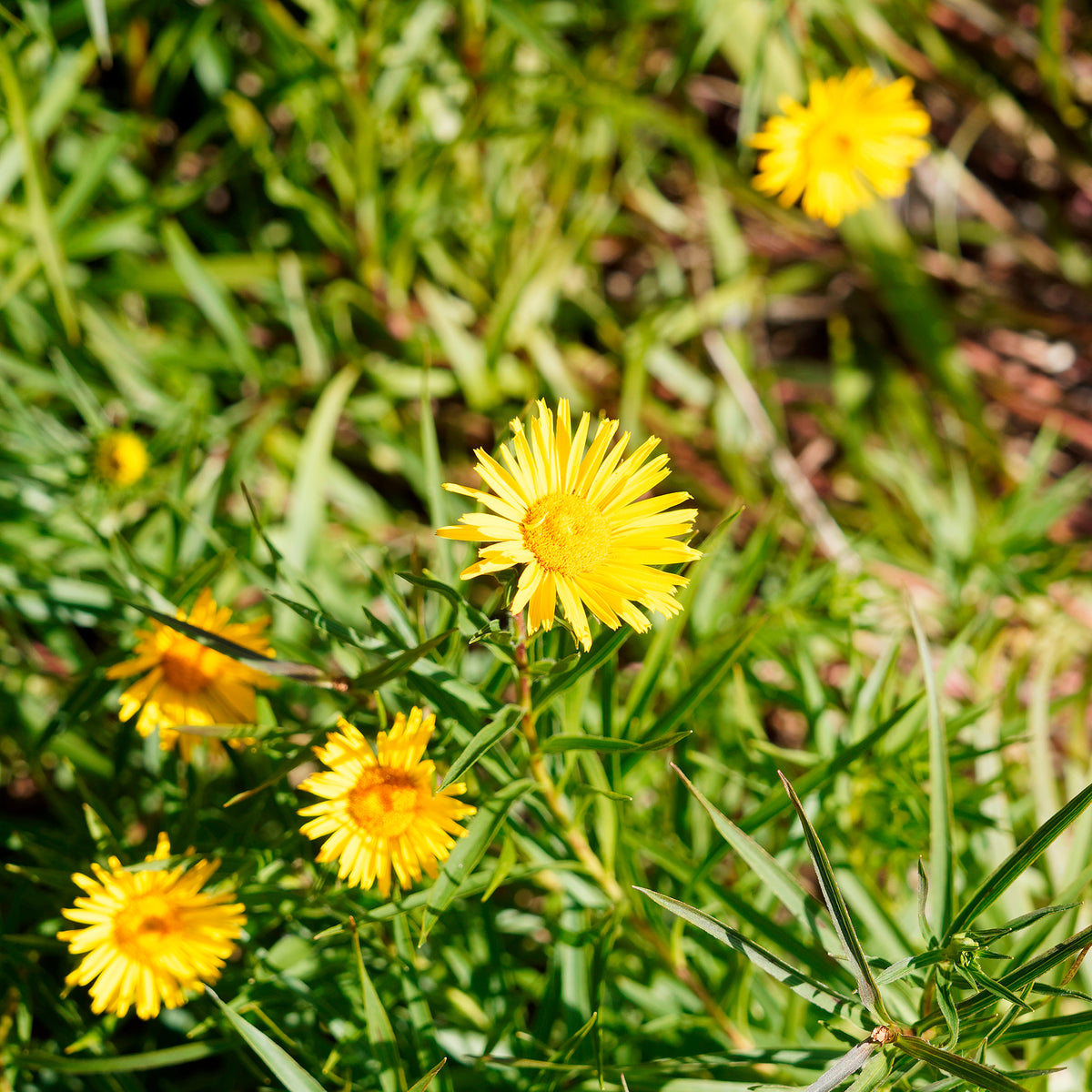 Schwertblättriger Alant - Willemse