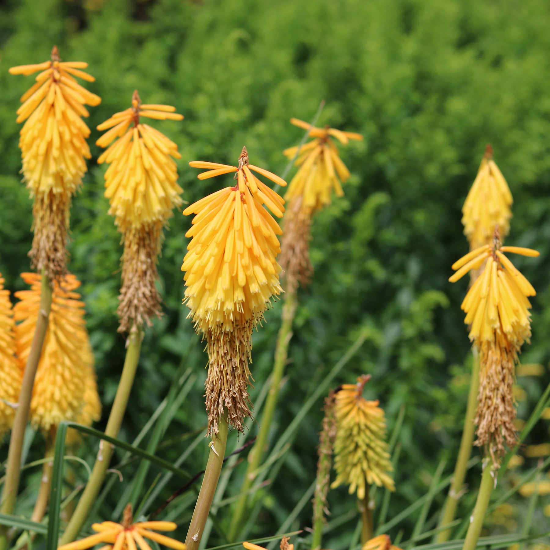 Tritoma Mango Popsicle - Kniphofia mango popsicle ( popsicle series ) - Willemse