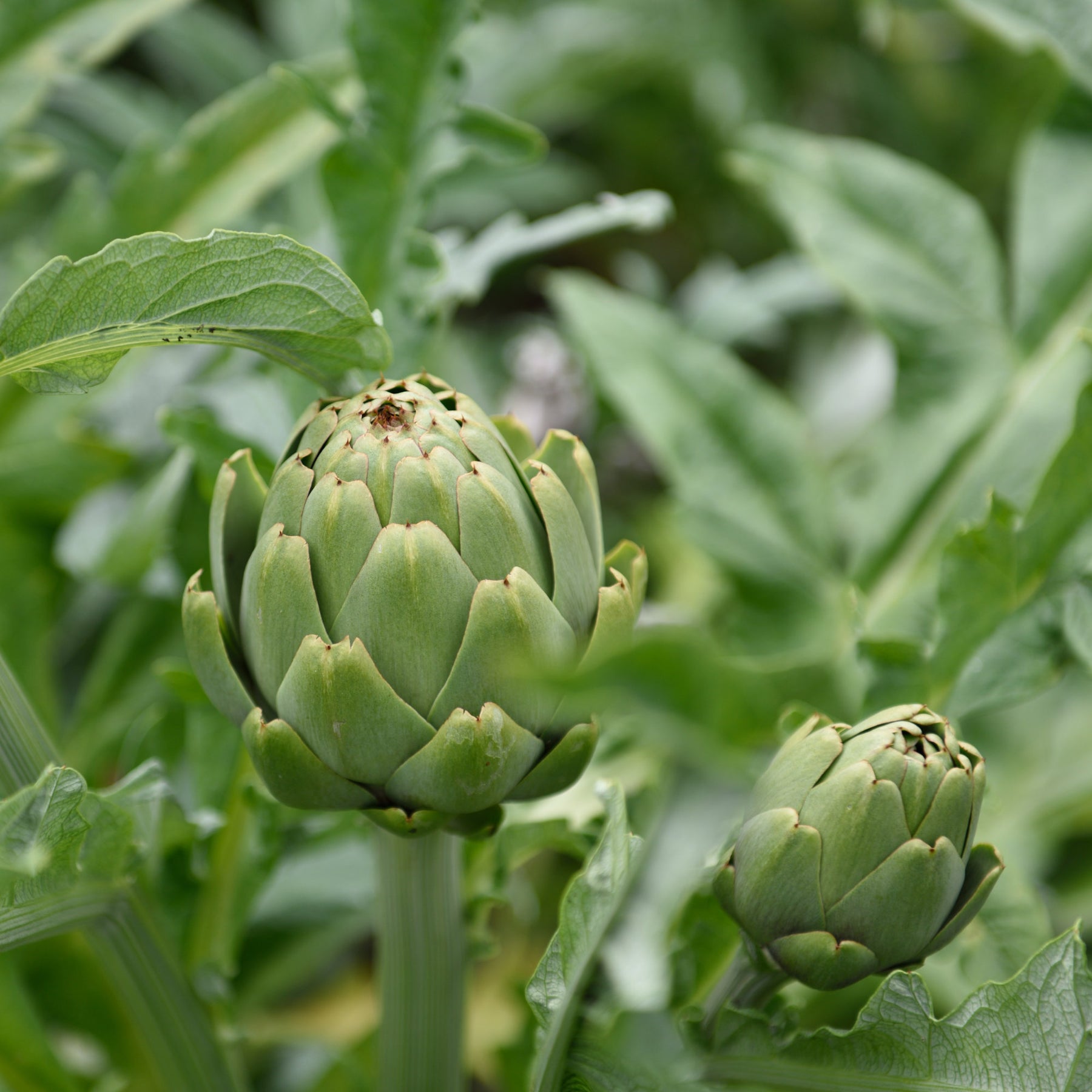 Artischocke - Cynara scolymus - Willemse