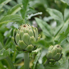 Artischocke - Cynara scolymus - Willemse