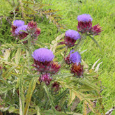Artischocke - Cynara scolymus - Willemse