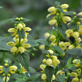 Goldnessel 'Florentinum' - Willemse