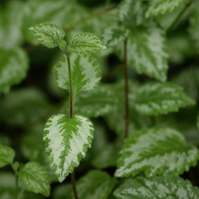 Goldnessel 'Florentinum' - Lamiastrum galeobdolon Florentinum - Willemse