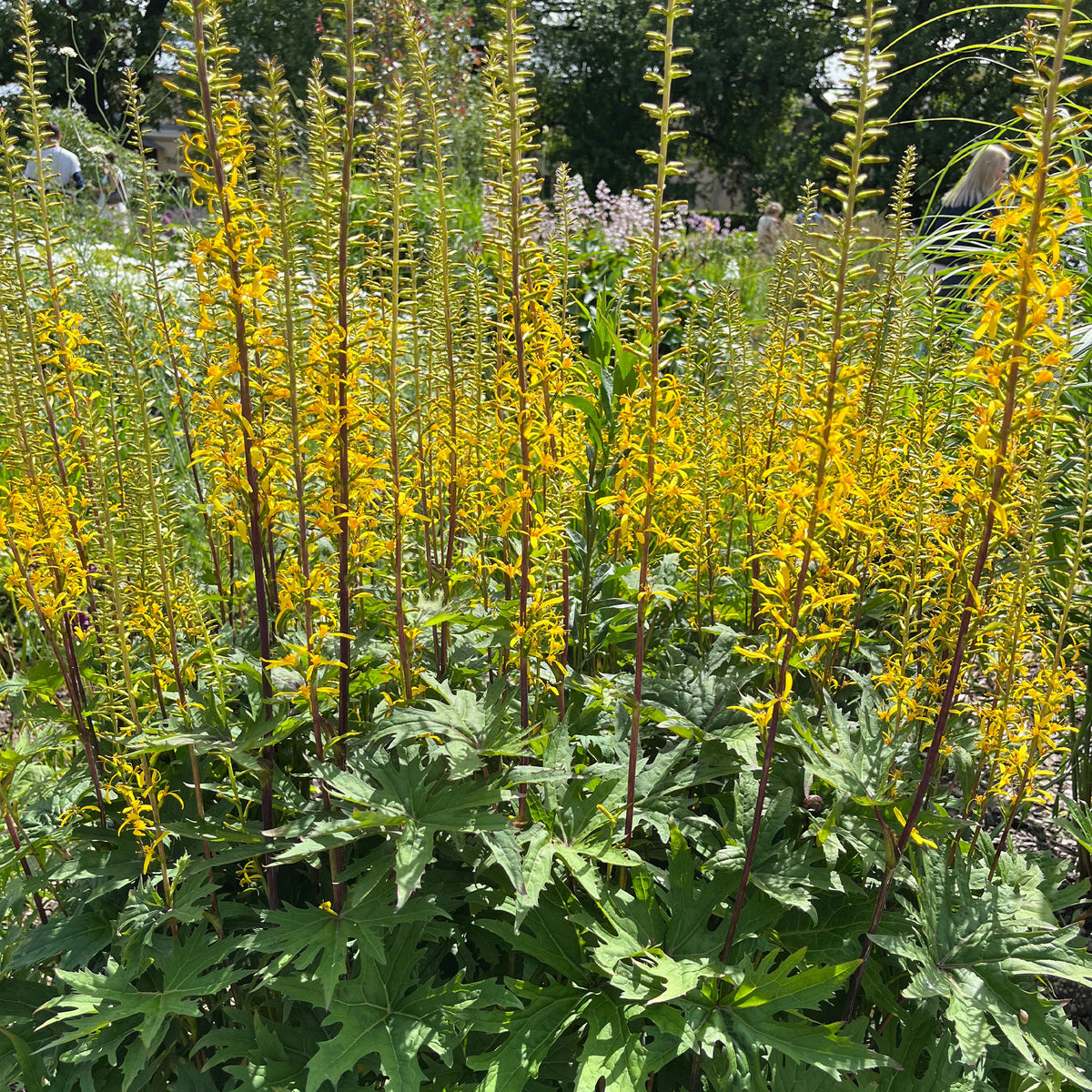 Przewalskis Kerzen-Goldkolben - Willemse