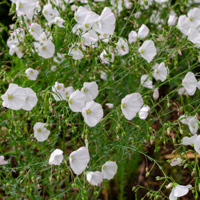 Stauden-Lein Diamant - Linum perenne diamant - Willemse
