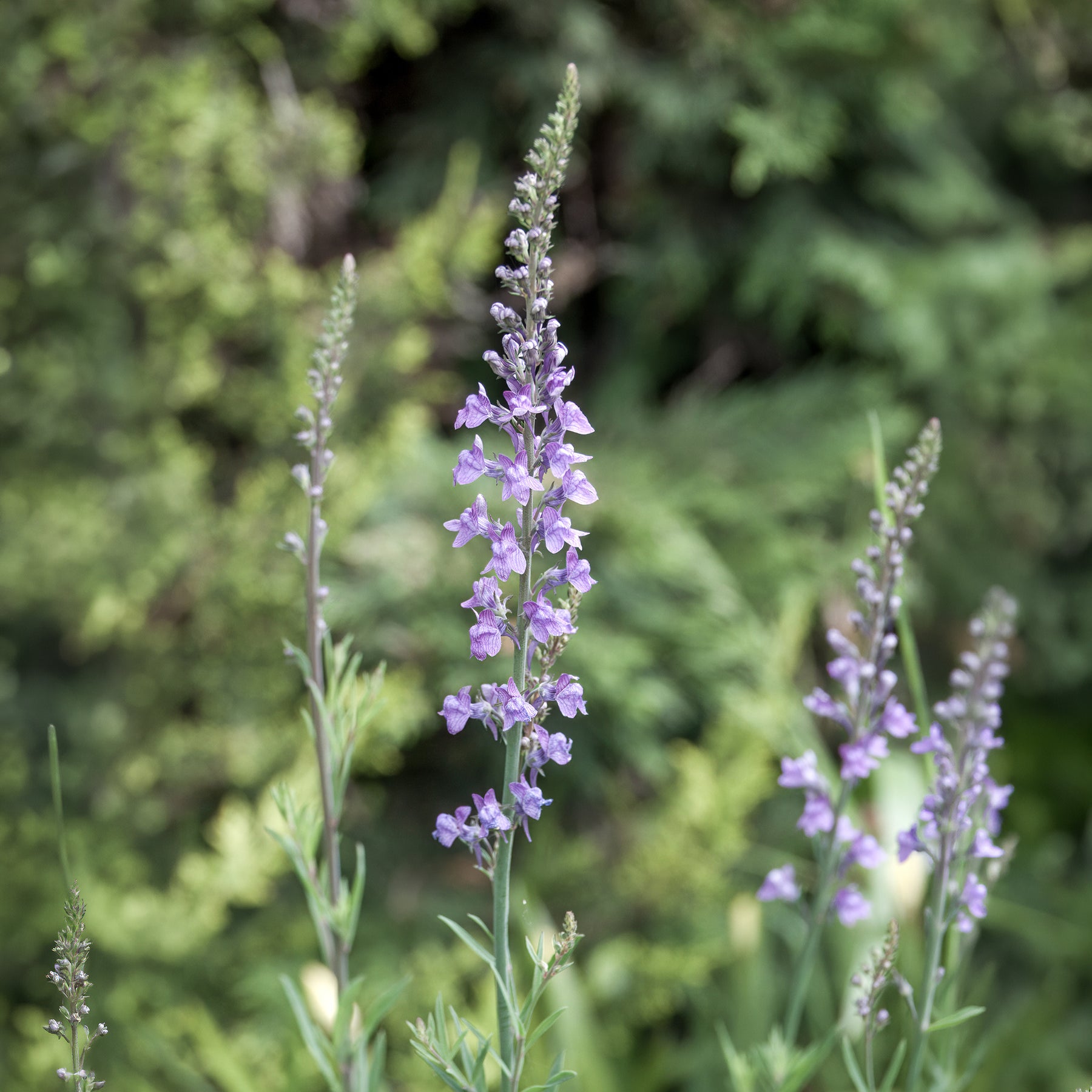 Purpurblütiges Leinkraut - Willemse