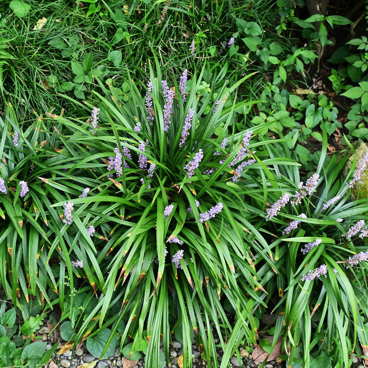Liriope muscari Big Blue - Liriope muscari Big Blue - Willemse