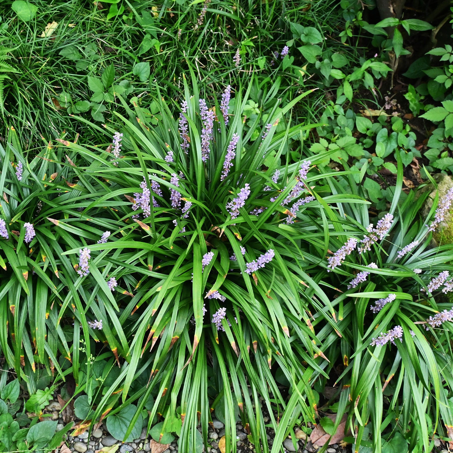 Liriope muscari Big Blue - Liriope muscari Big Blue - Willemse