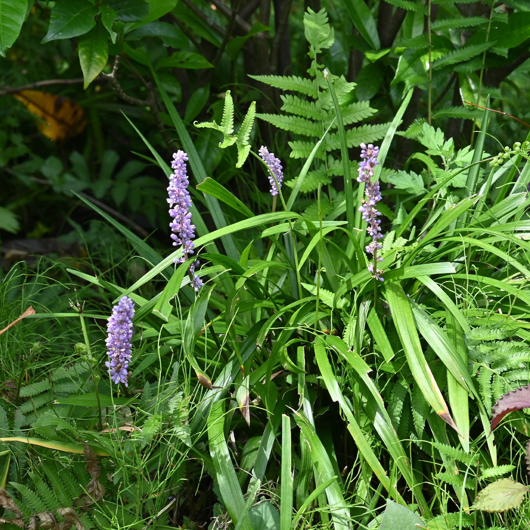 Liriope muscari Big Blue - Willemse