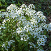 Einjähriges Silberblatt 'Albiflora' - Willemse